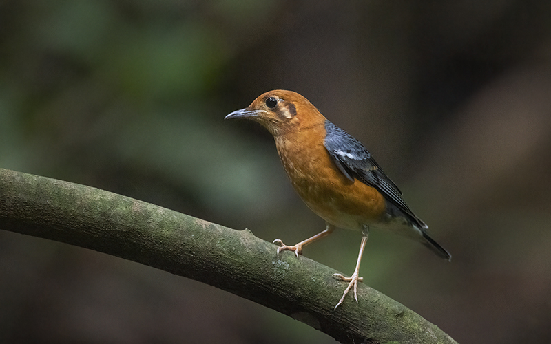 Orange-headed Thrush (Geokichla citrina) at Cuc Phuong Bird Hides - Northern Vietnam. Photo by: Bui Duc Tien - Vietnam Bird Photography Tours - Vietbirdphototours.com